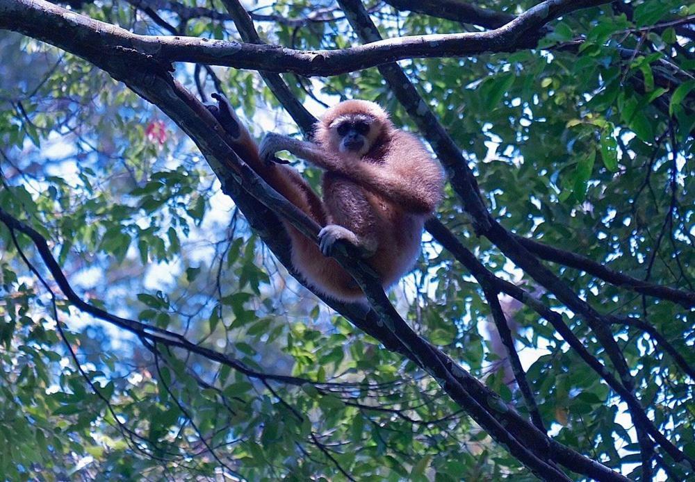 Batu Kapal Guest House & Jungle Trekking Bukit Lawang Exterior foto
