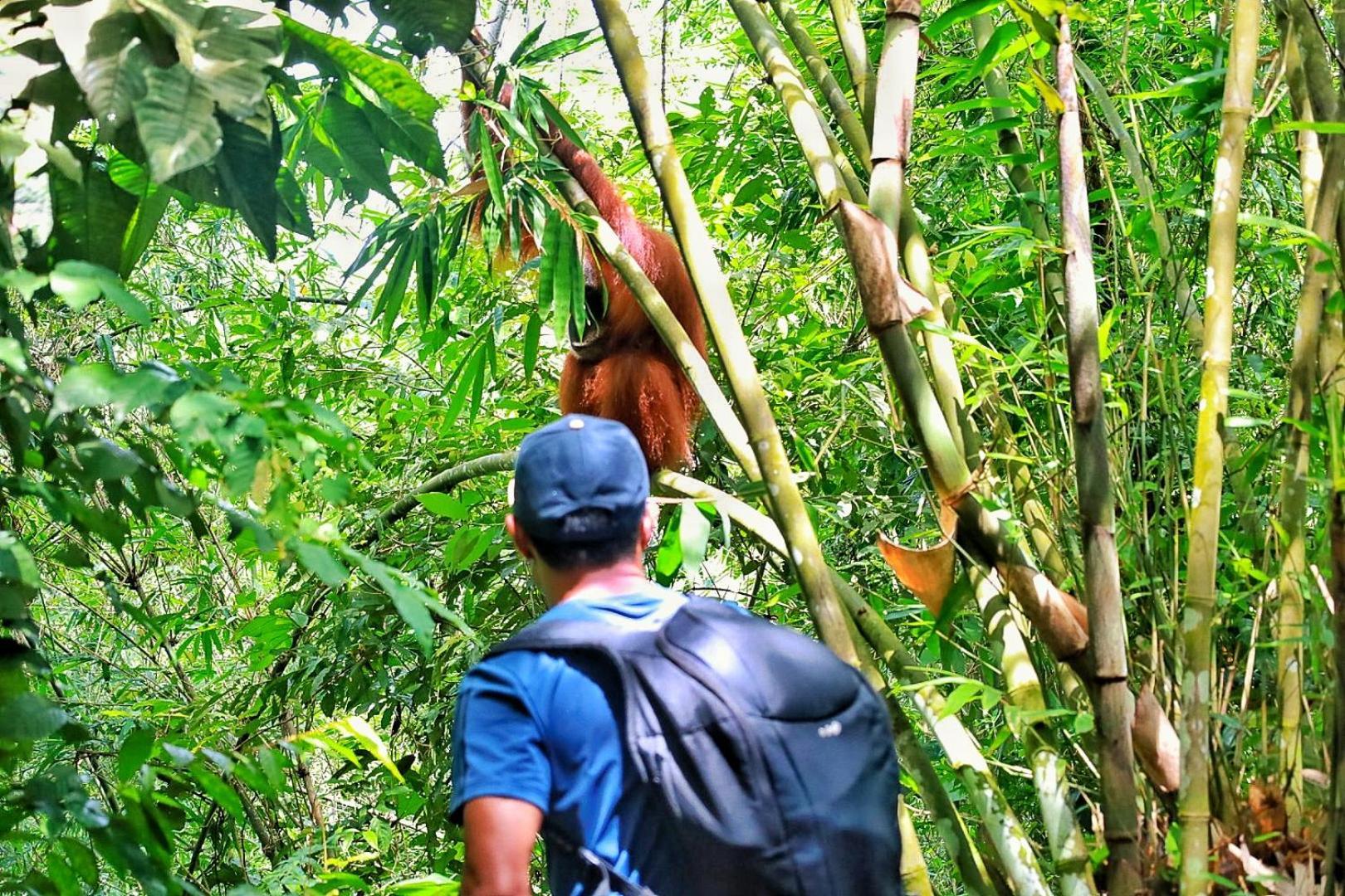 Batu Kapal Guest House & Jungle Trekking Bukit Lawang Exterior foto