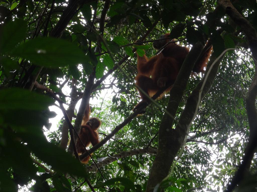 Batu Kapal Guest House & Jungle Trekking Bukit Lawang Exterior foto